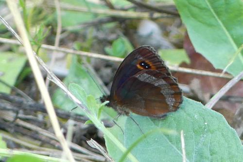 Réf. 211 443 : Erebia aethiops